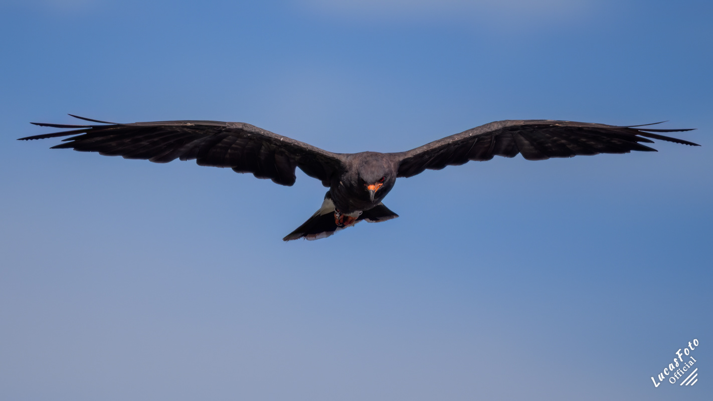 Snail Kite