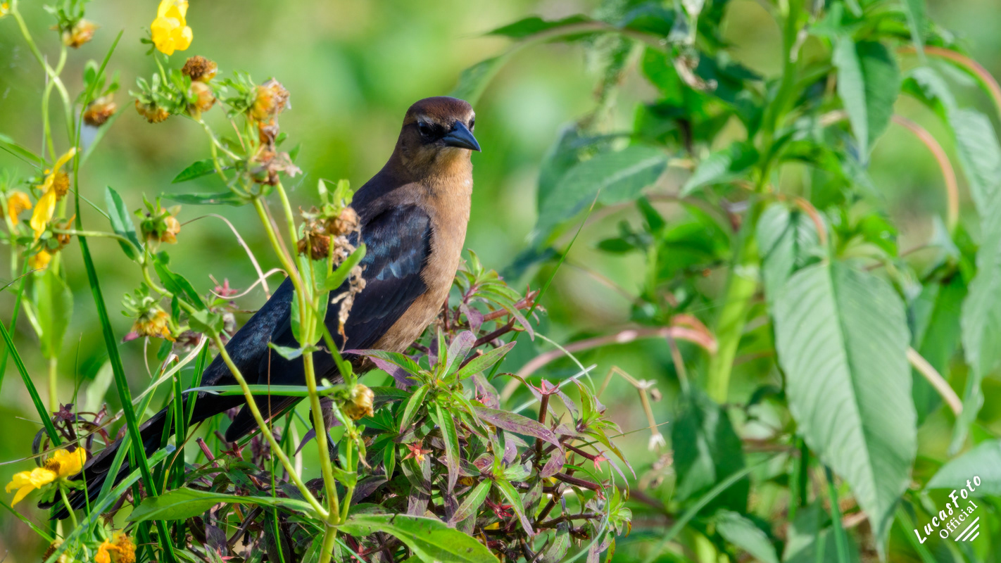 Boat-tailed Grackle