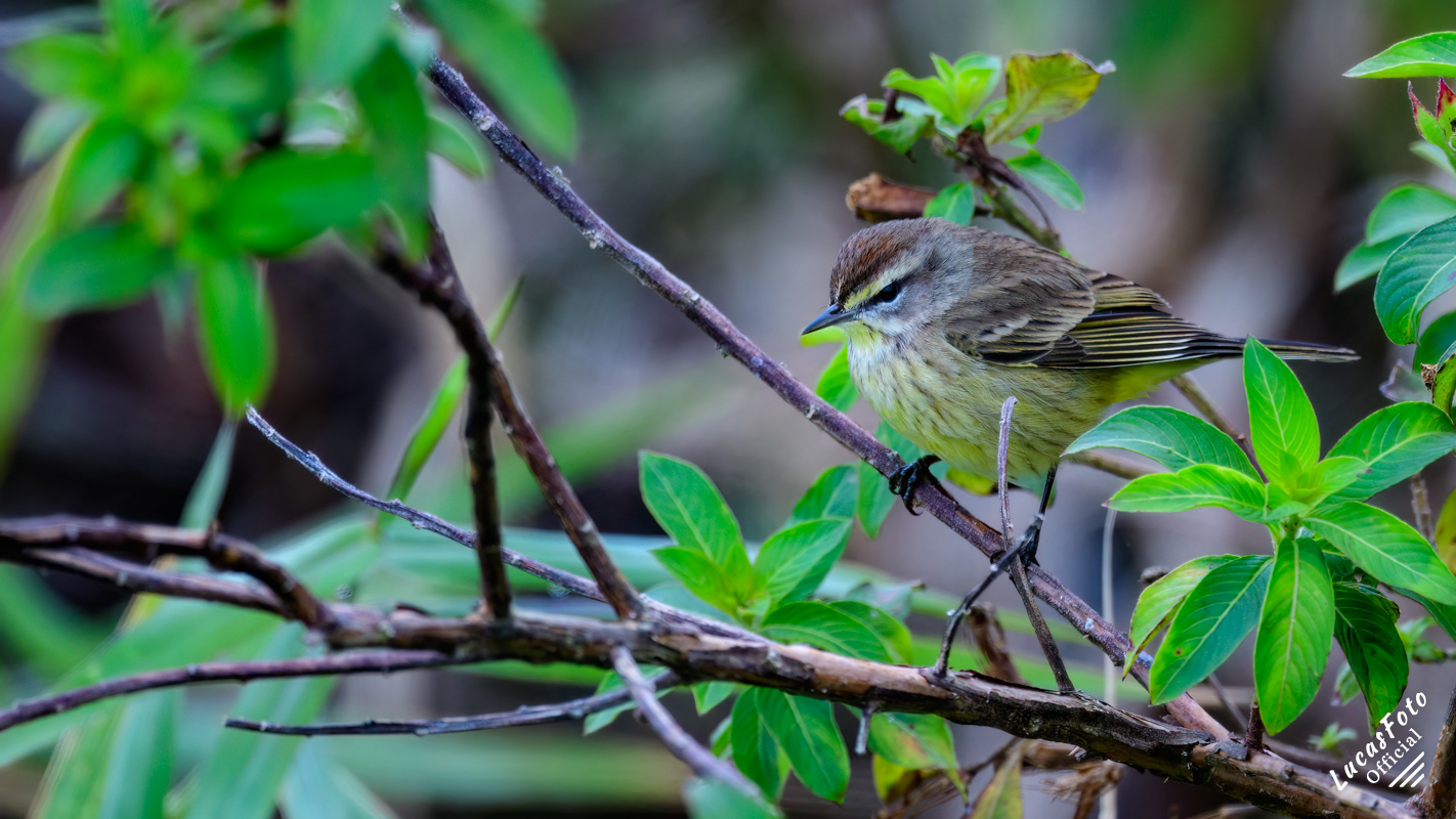 Palm Warbler
