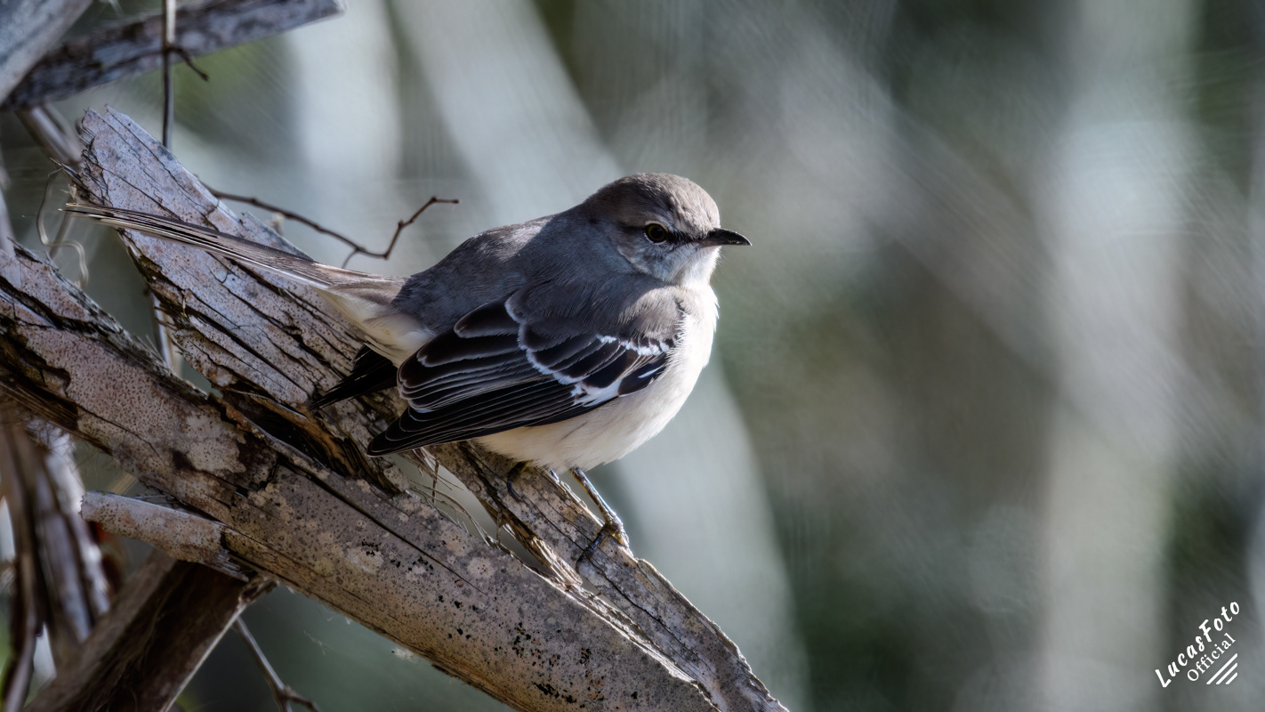 Northern Mockingbird