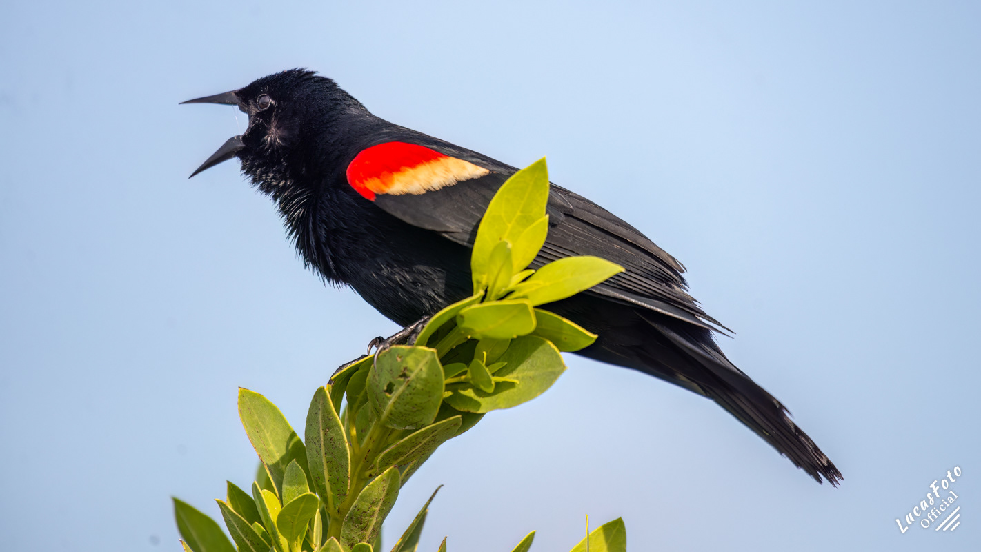 Red-winged Blackbird