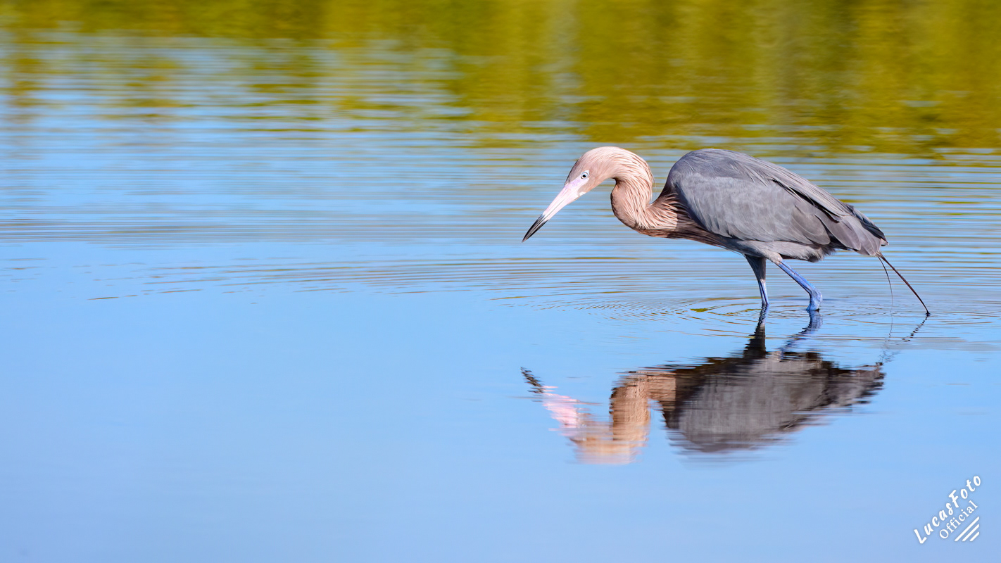 Reddish Egret