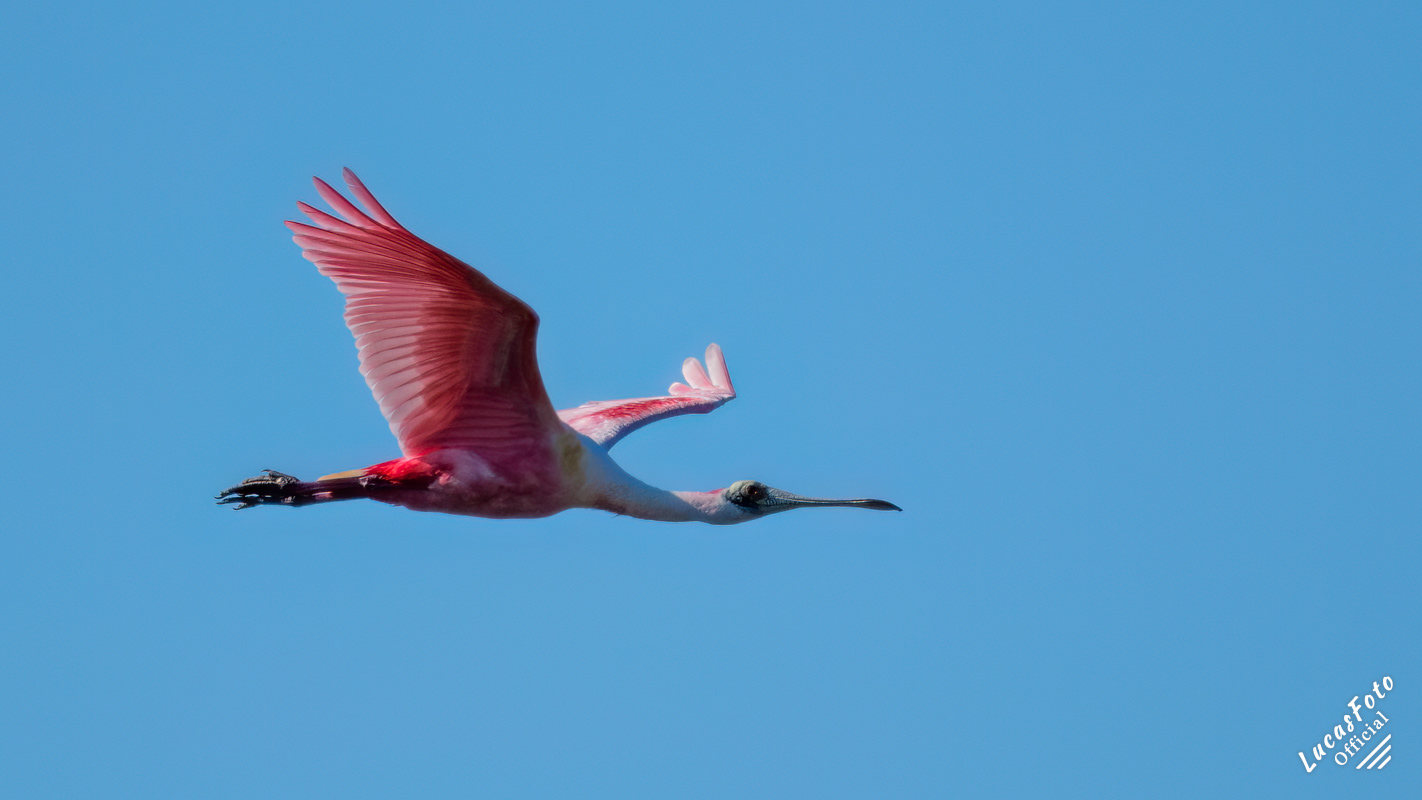 Roseate Spoonbill