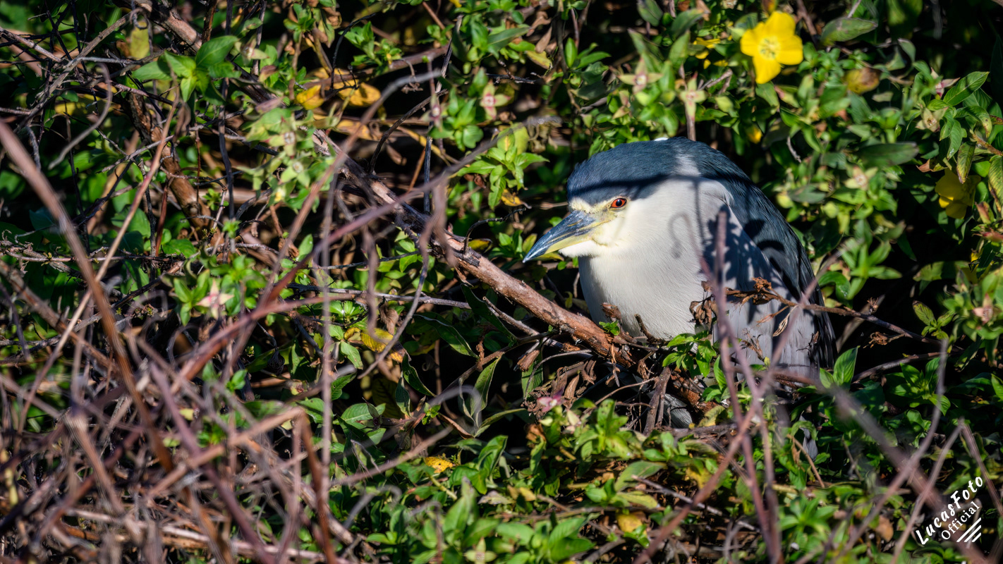 Black-crowned Night Heron