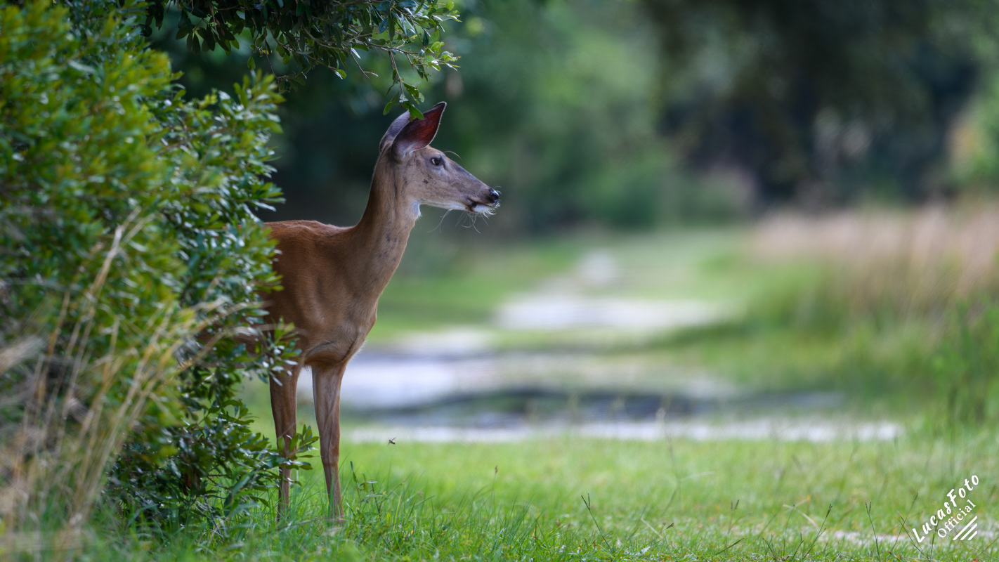 Whitetail