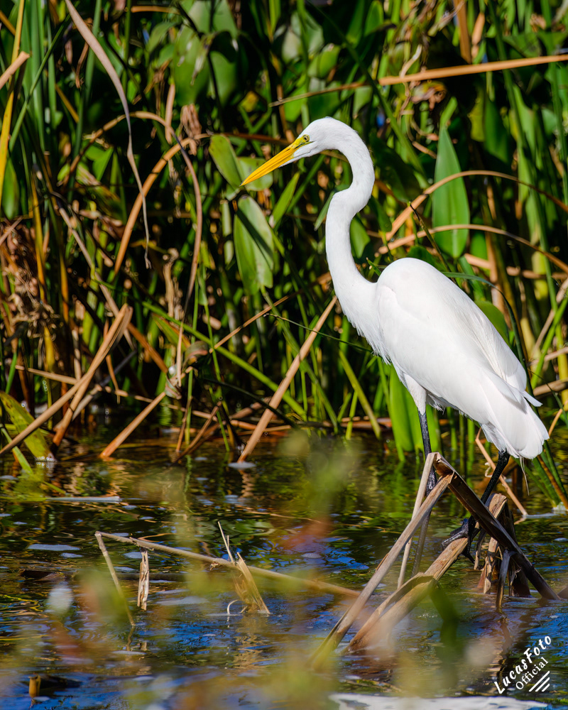 Great Egret