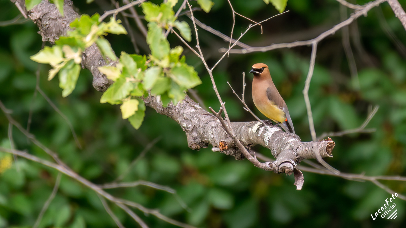 Cedar Waxwing