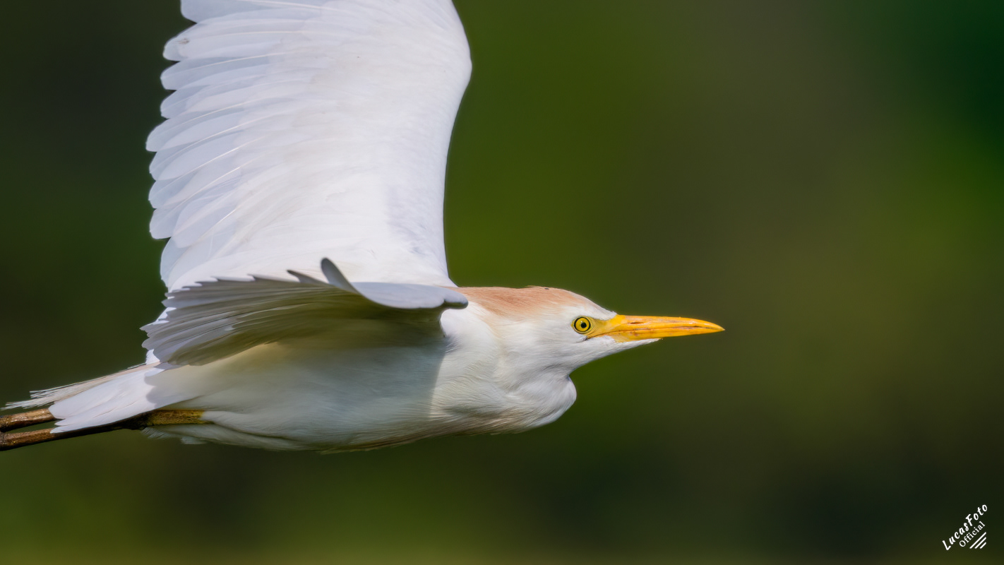 Cattle Egret