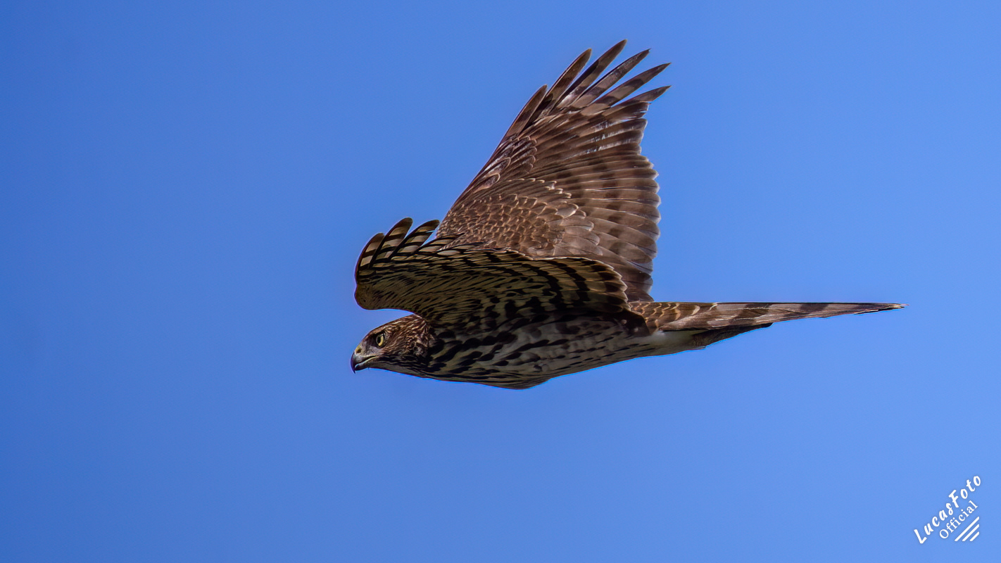 Northern Harrier