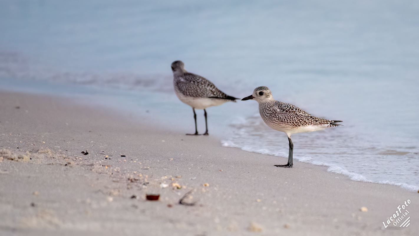 Black-bellied Plover