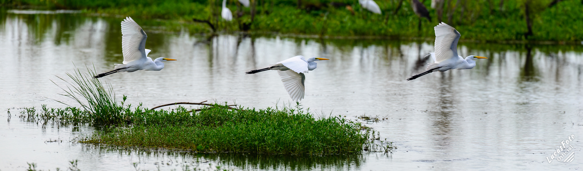 Great Egret