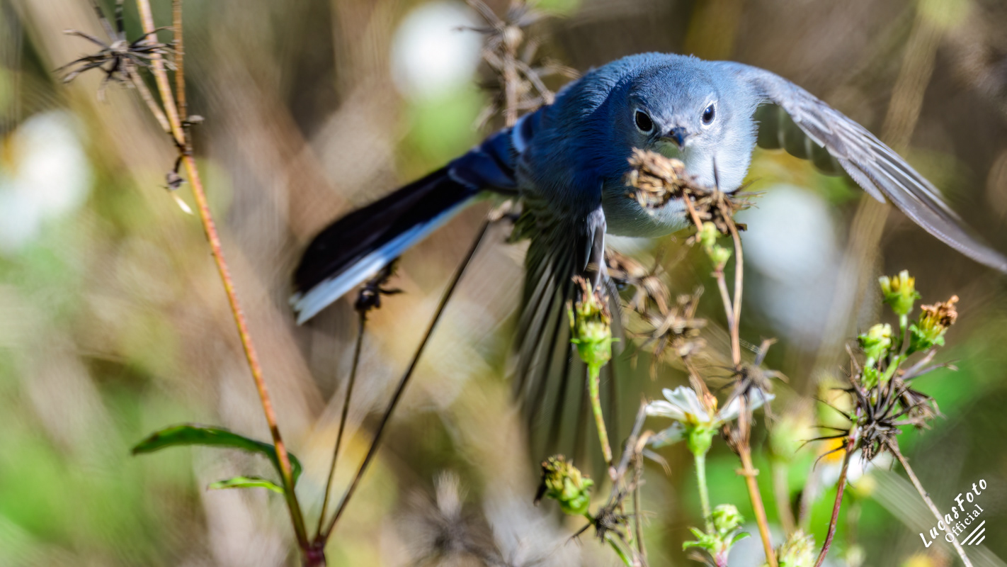 Blue-gray Gnatcatcher