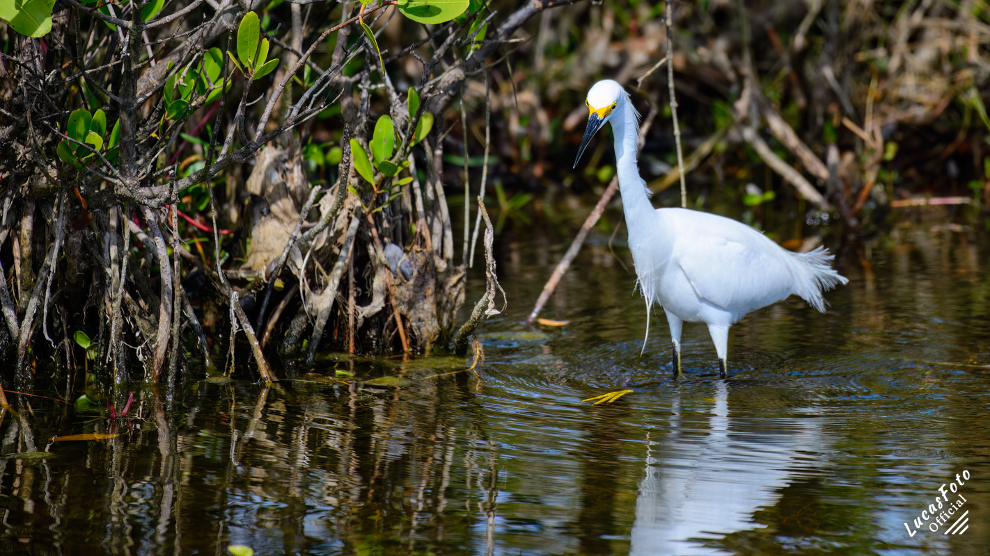 Snowy Egret