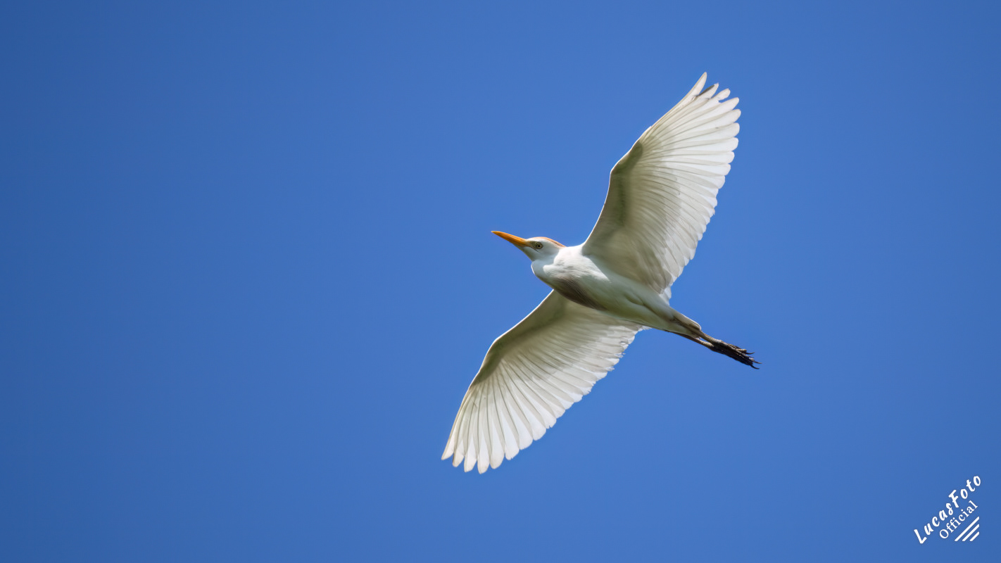 Cattle Egret