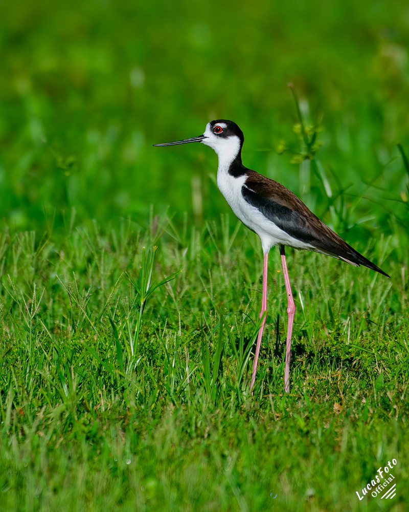 Black-necked Stilt