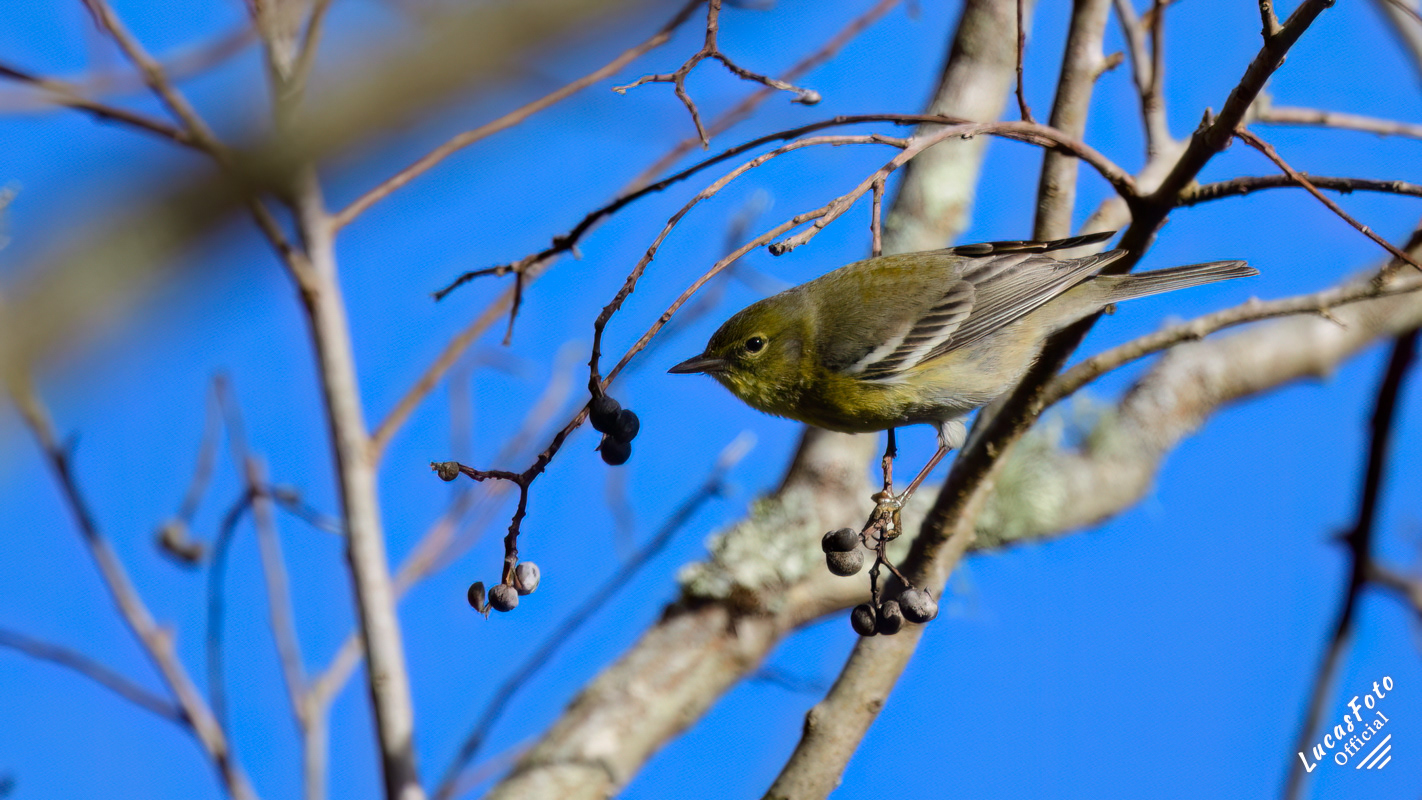 Pine Warbler