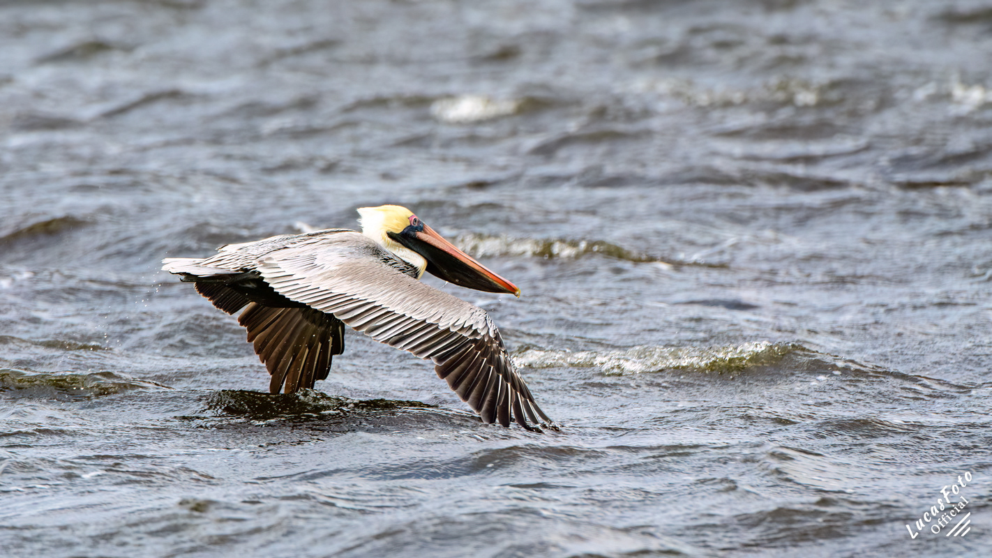 Brown Pelican