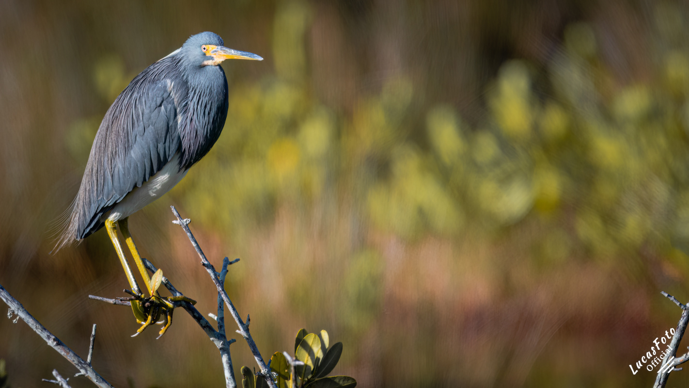 Tricolored Heron