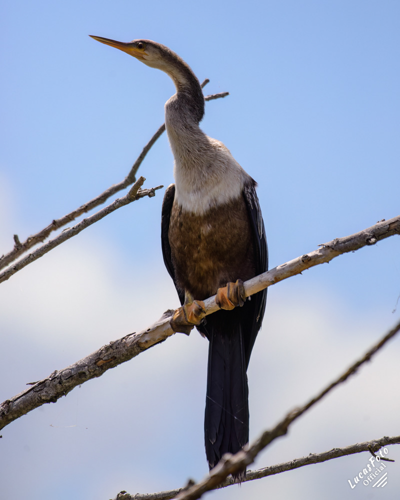 Anhinga
