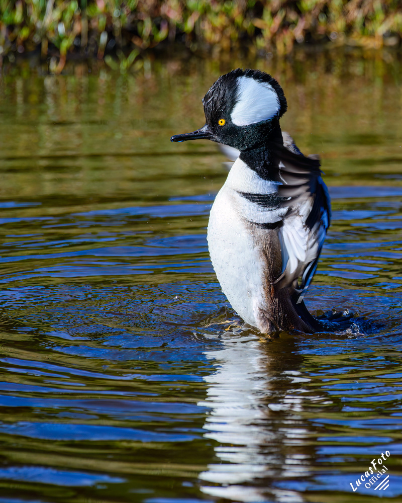 Hooded Merganser