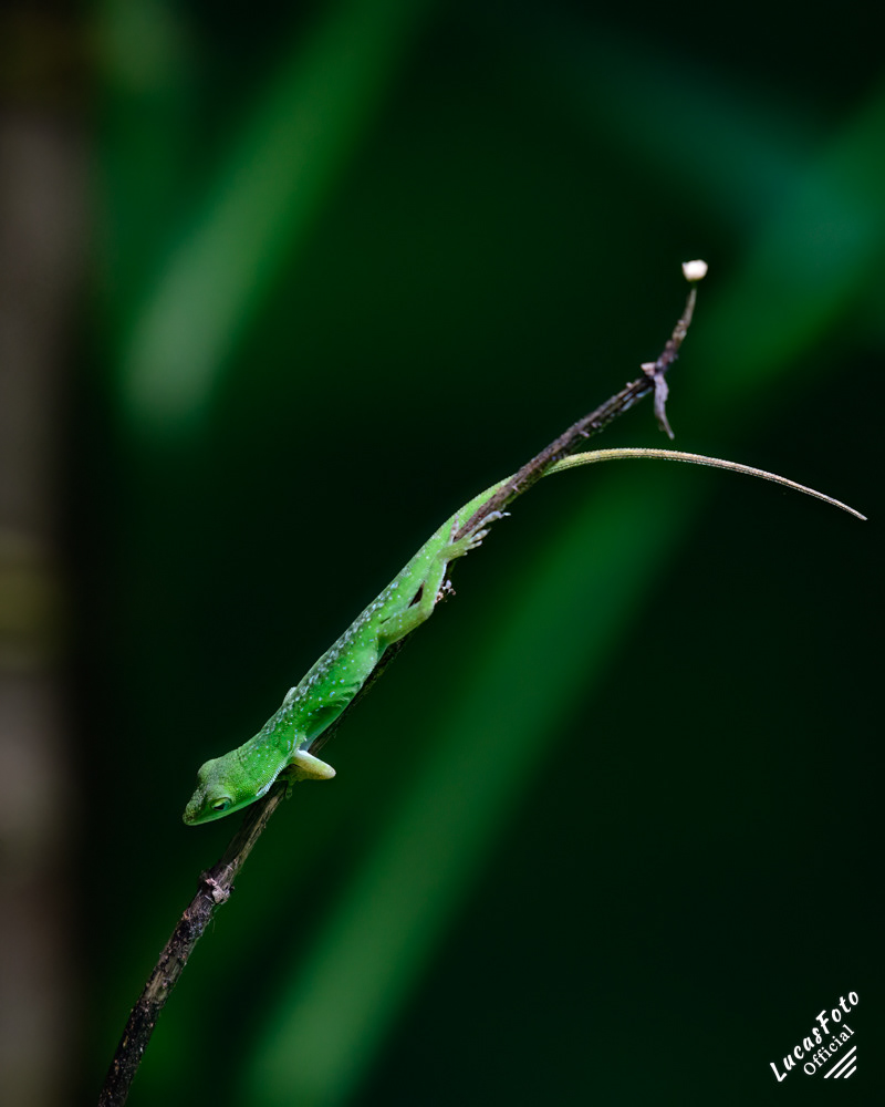 Green Anole