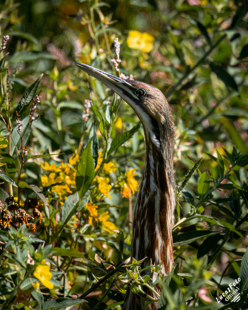 American Bittern