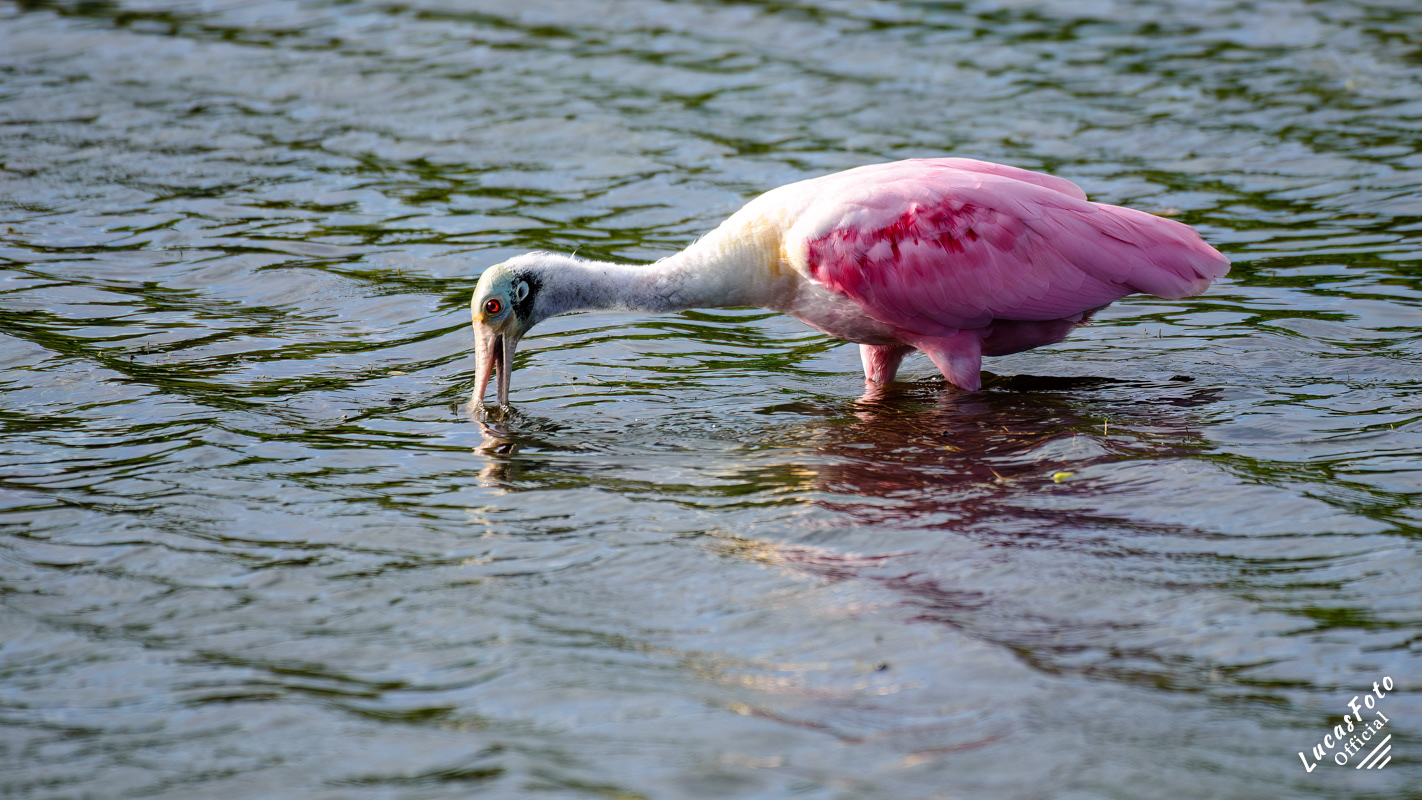 Roseate Spoonbill