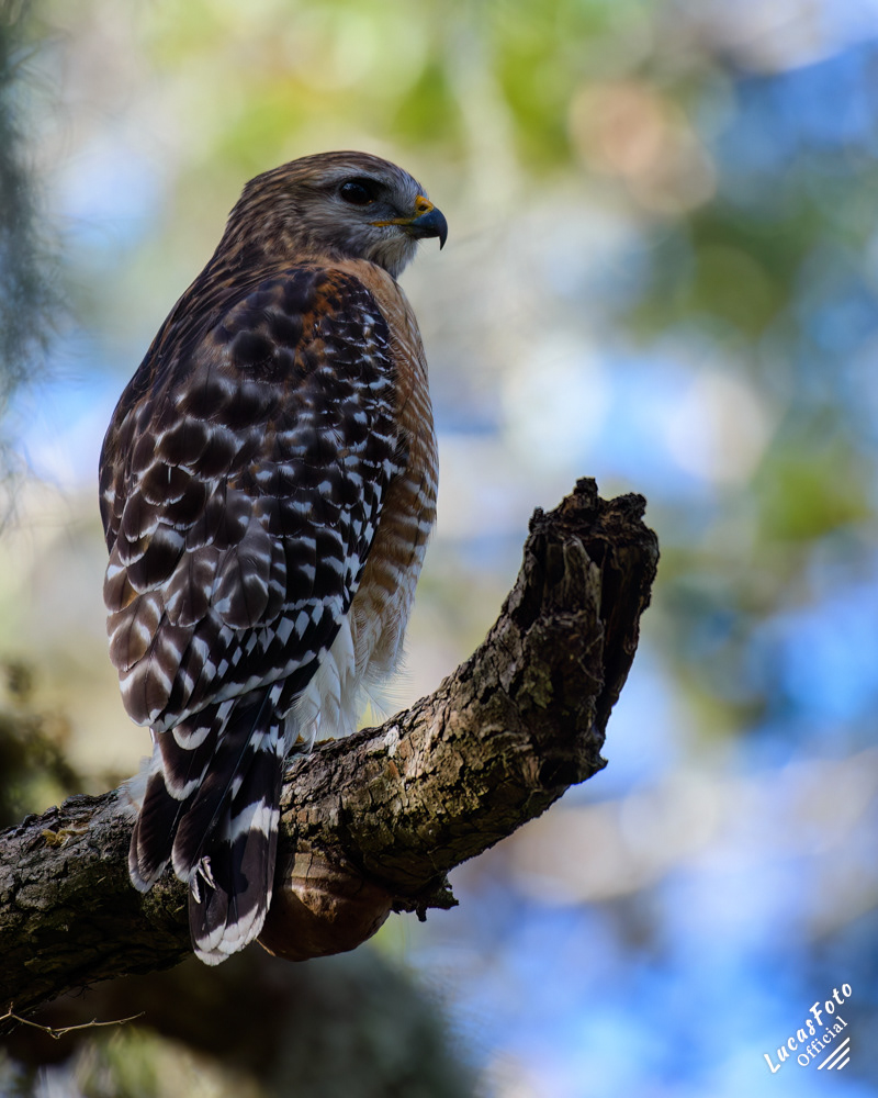 Red-shouldered Hawk