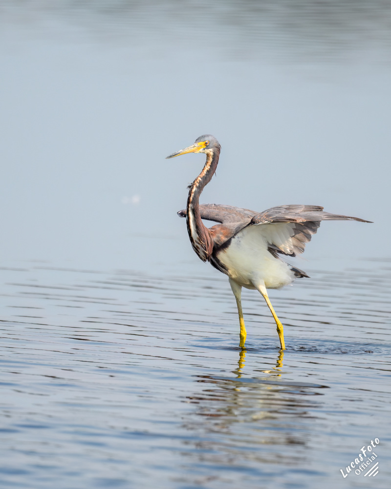 Tricolored Heron