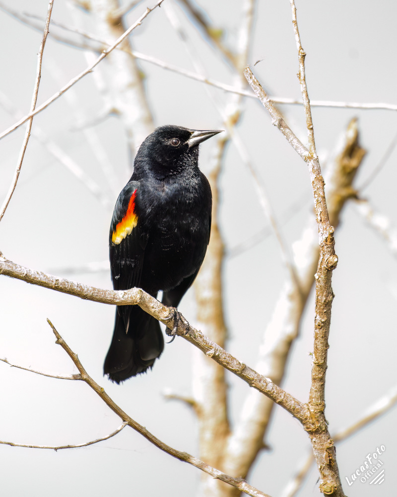 Red-winged Blackbird