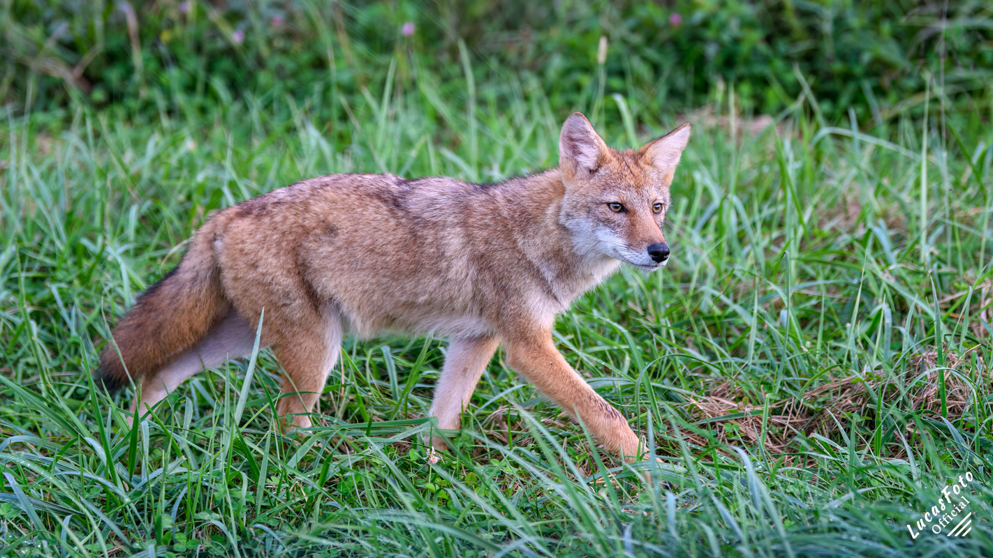 Coyote