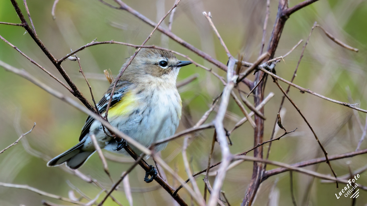 Yellow-rumped Warbler