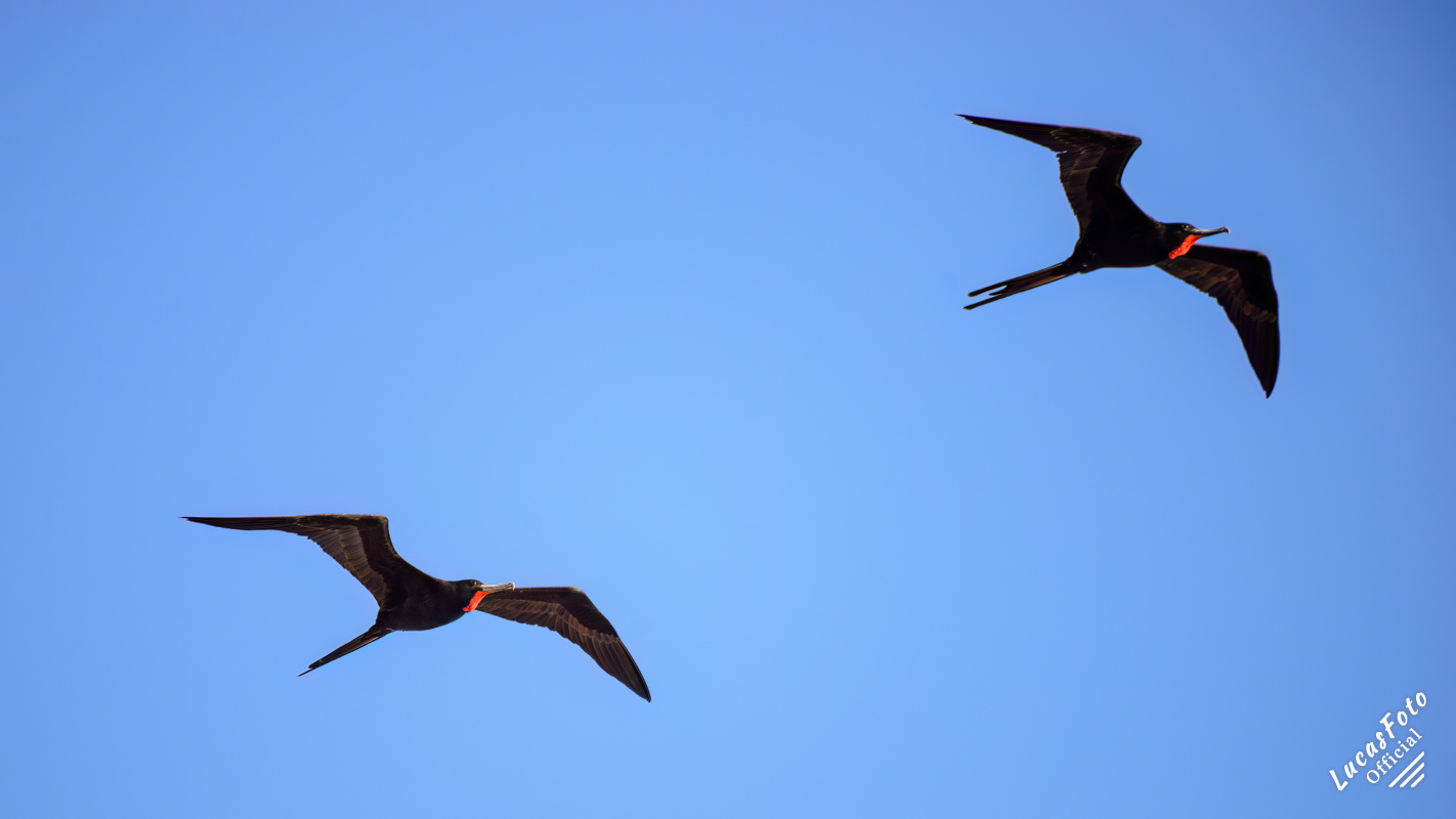 Magnificent Frigatebird
