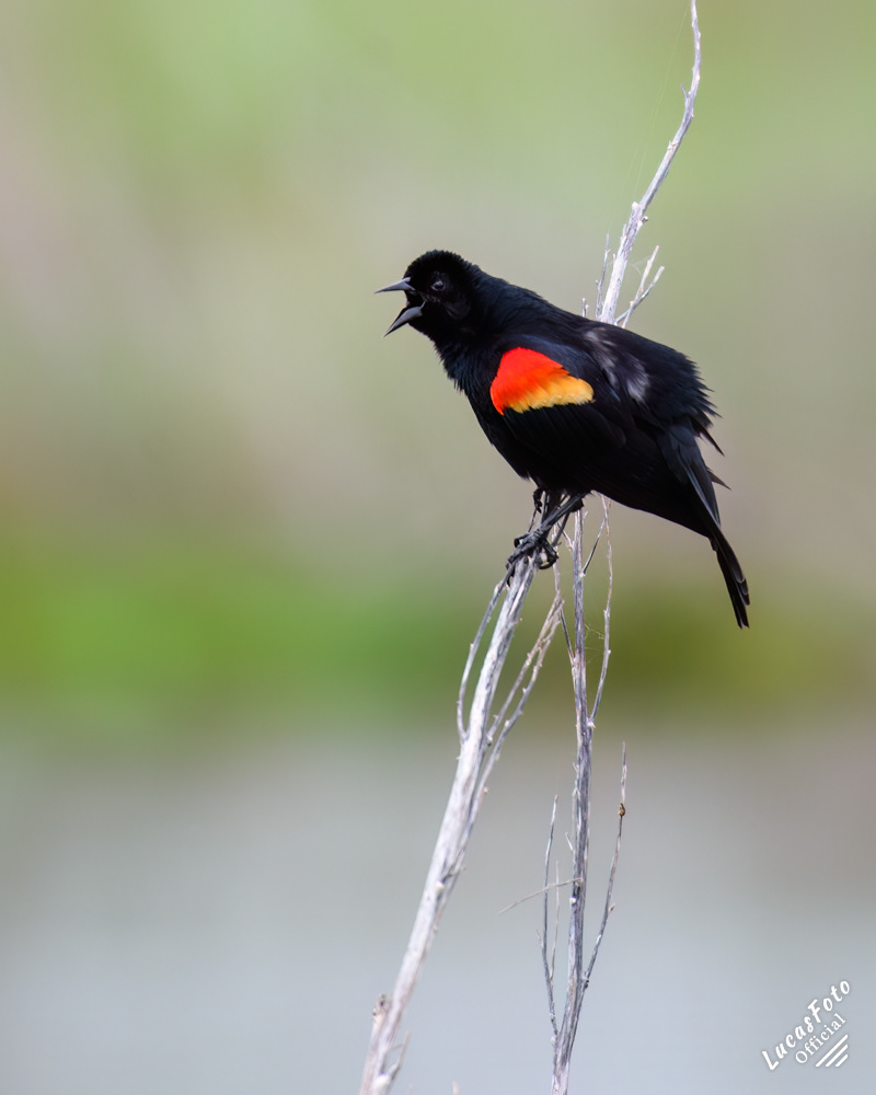 Red-winged Blackbird