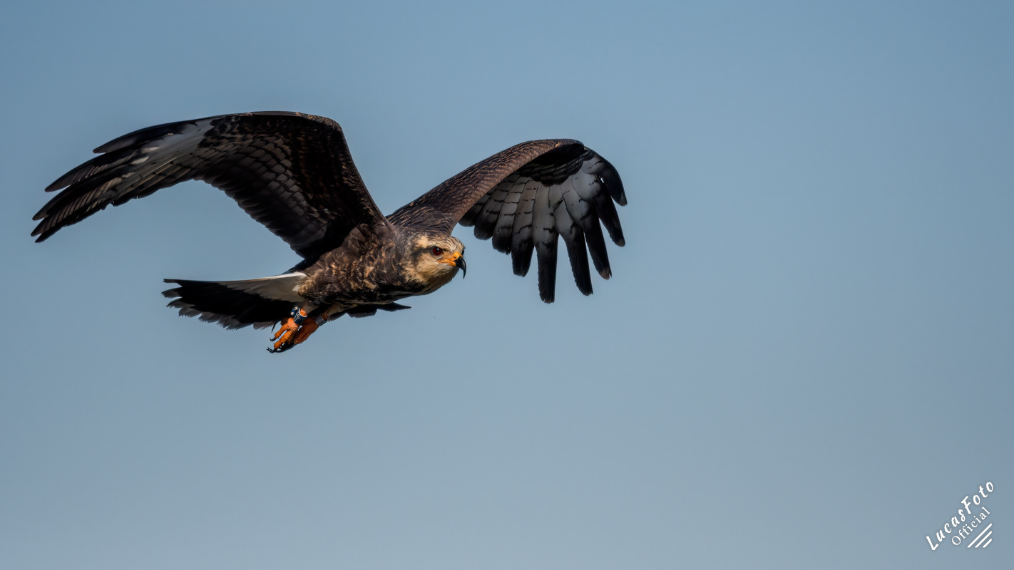 Snail Kite