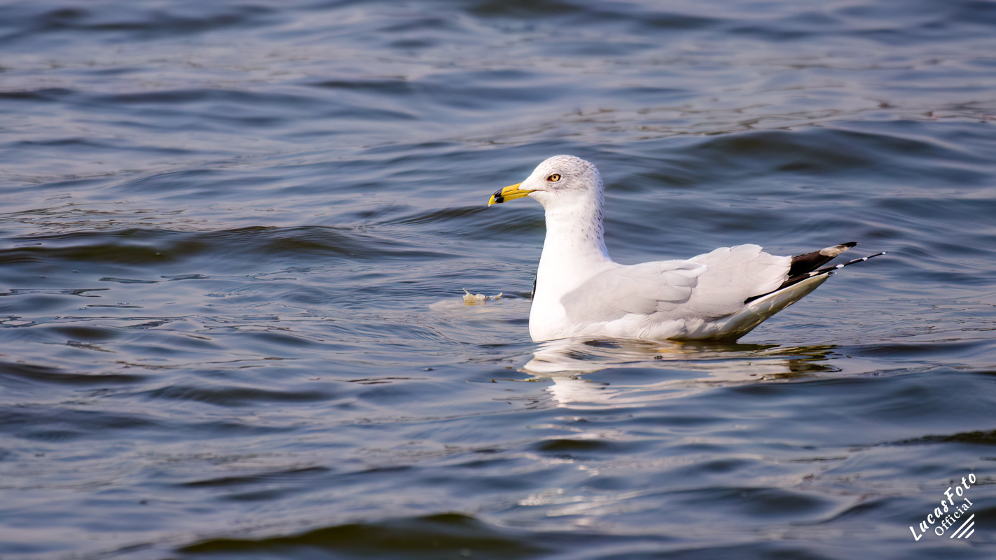 Ring-billed Gull