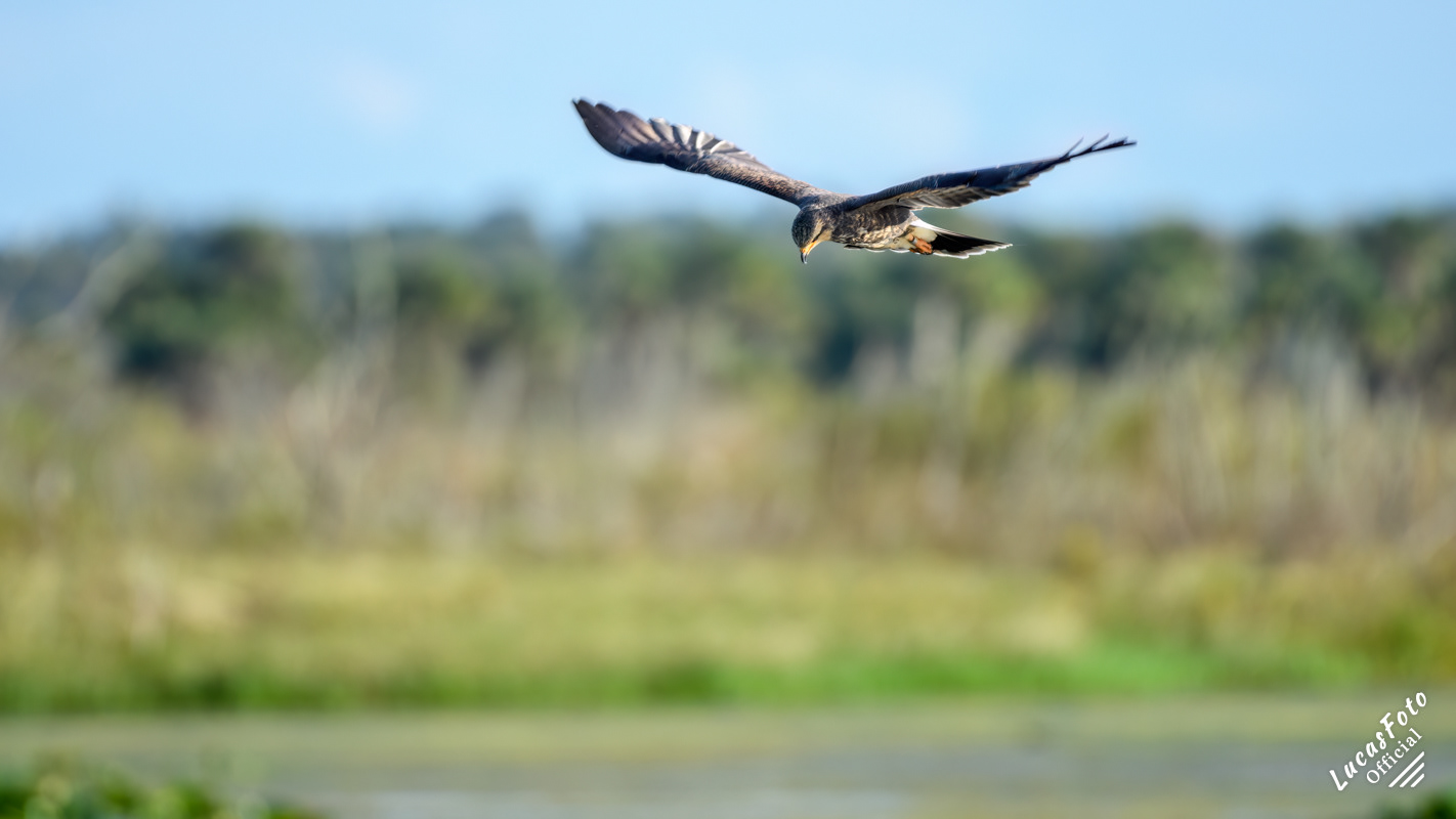 Snail Kite