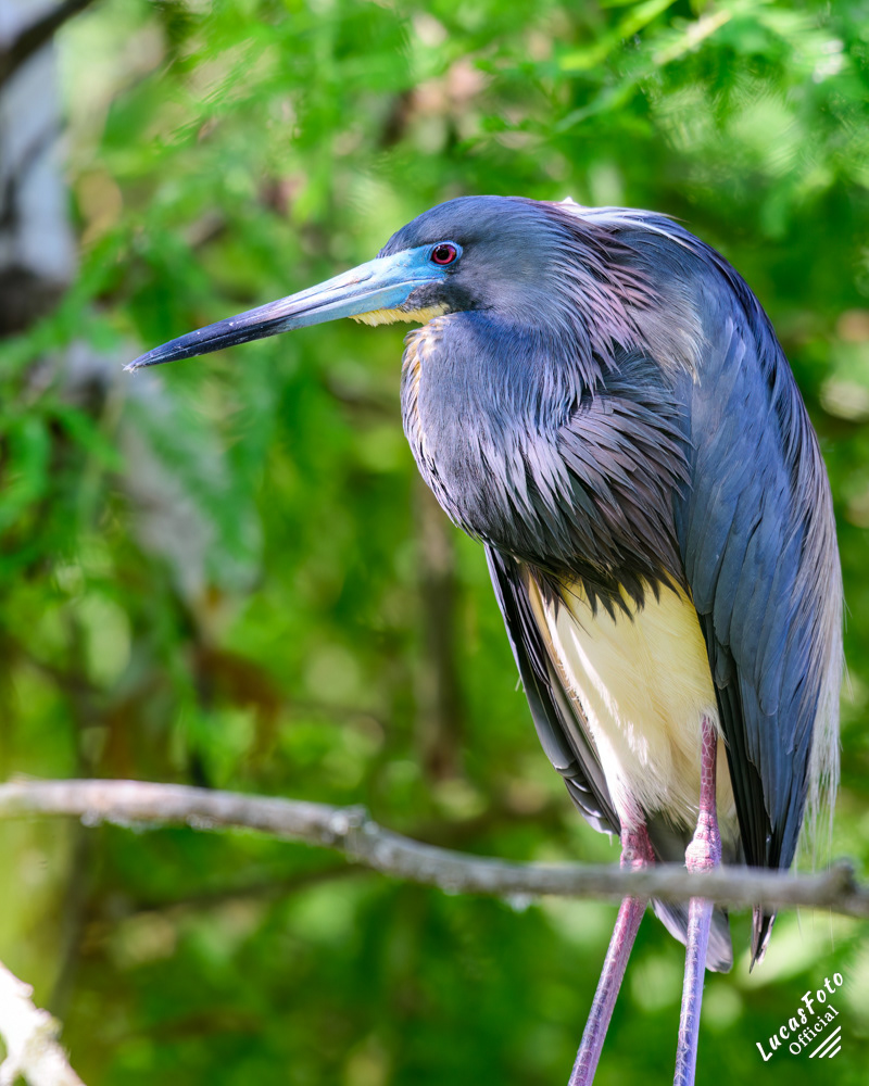 Tricolored Heron