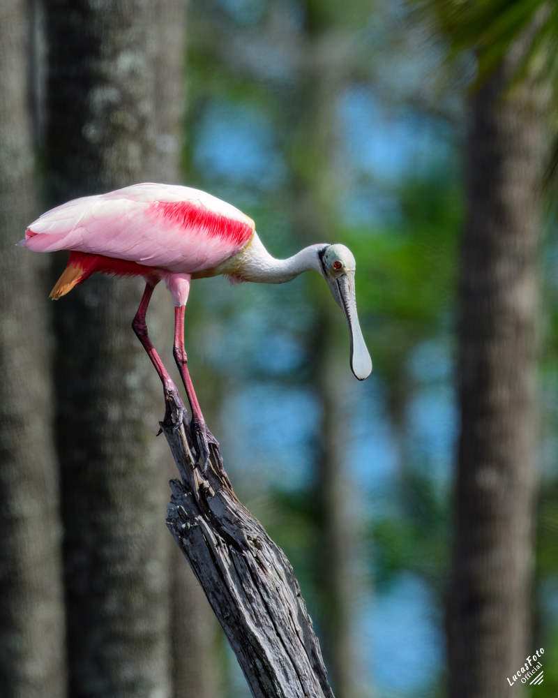 Roseate Spoonbill