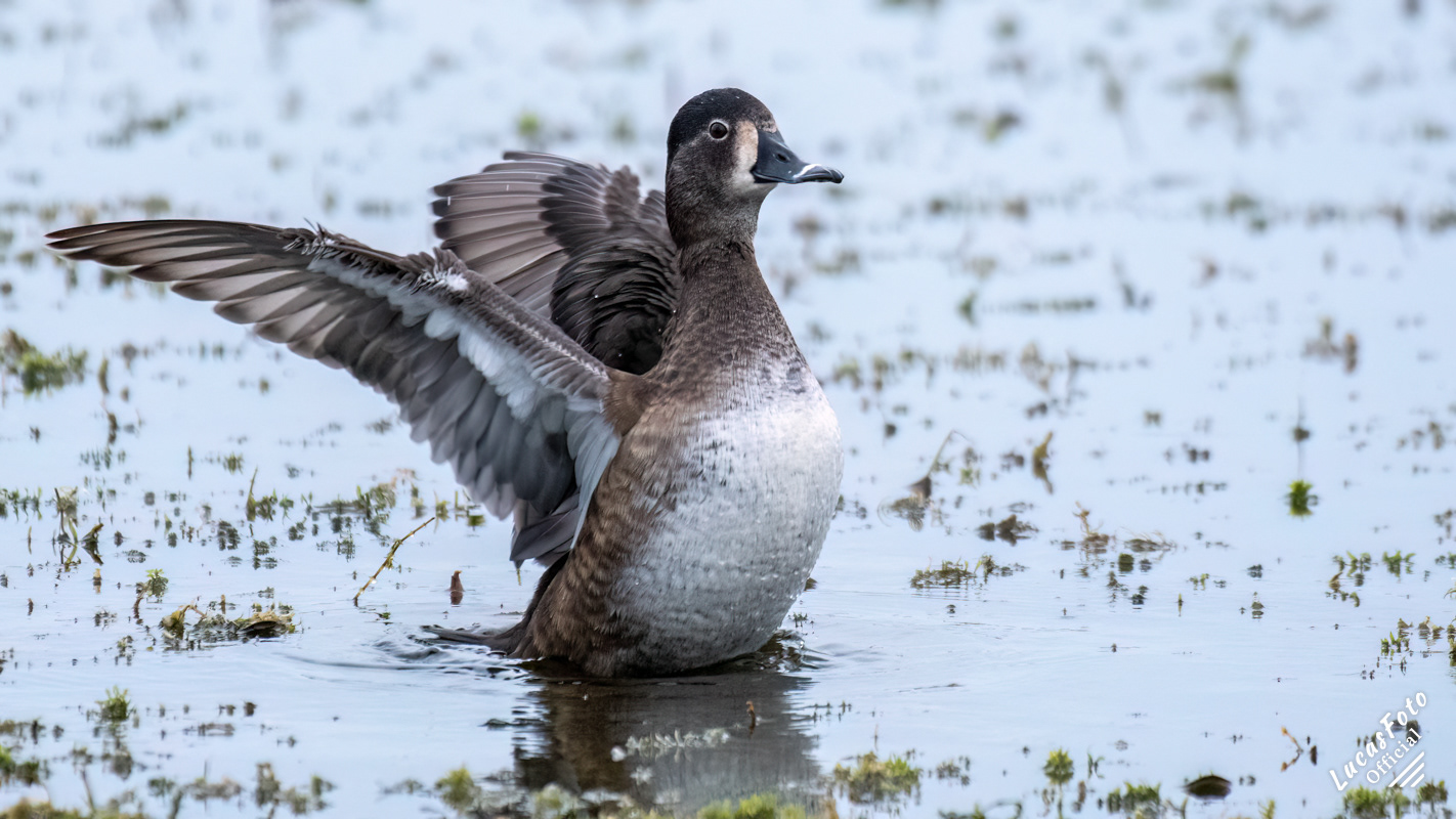 Ring-necked Duck