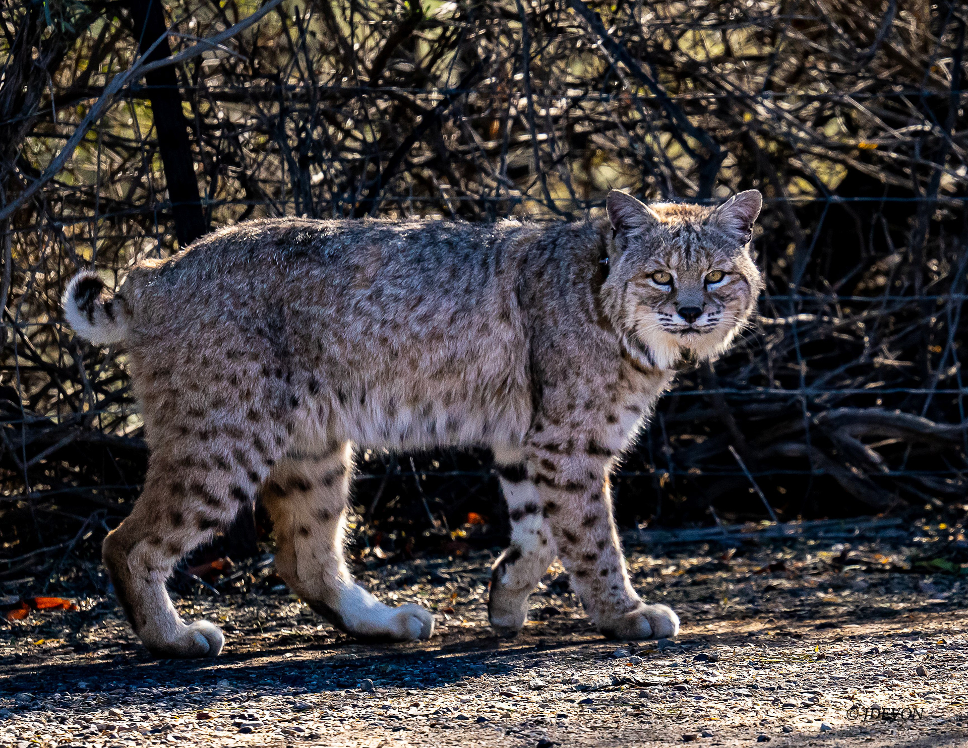 Arizona Bobcat