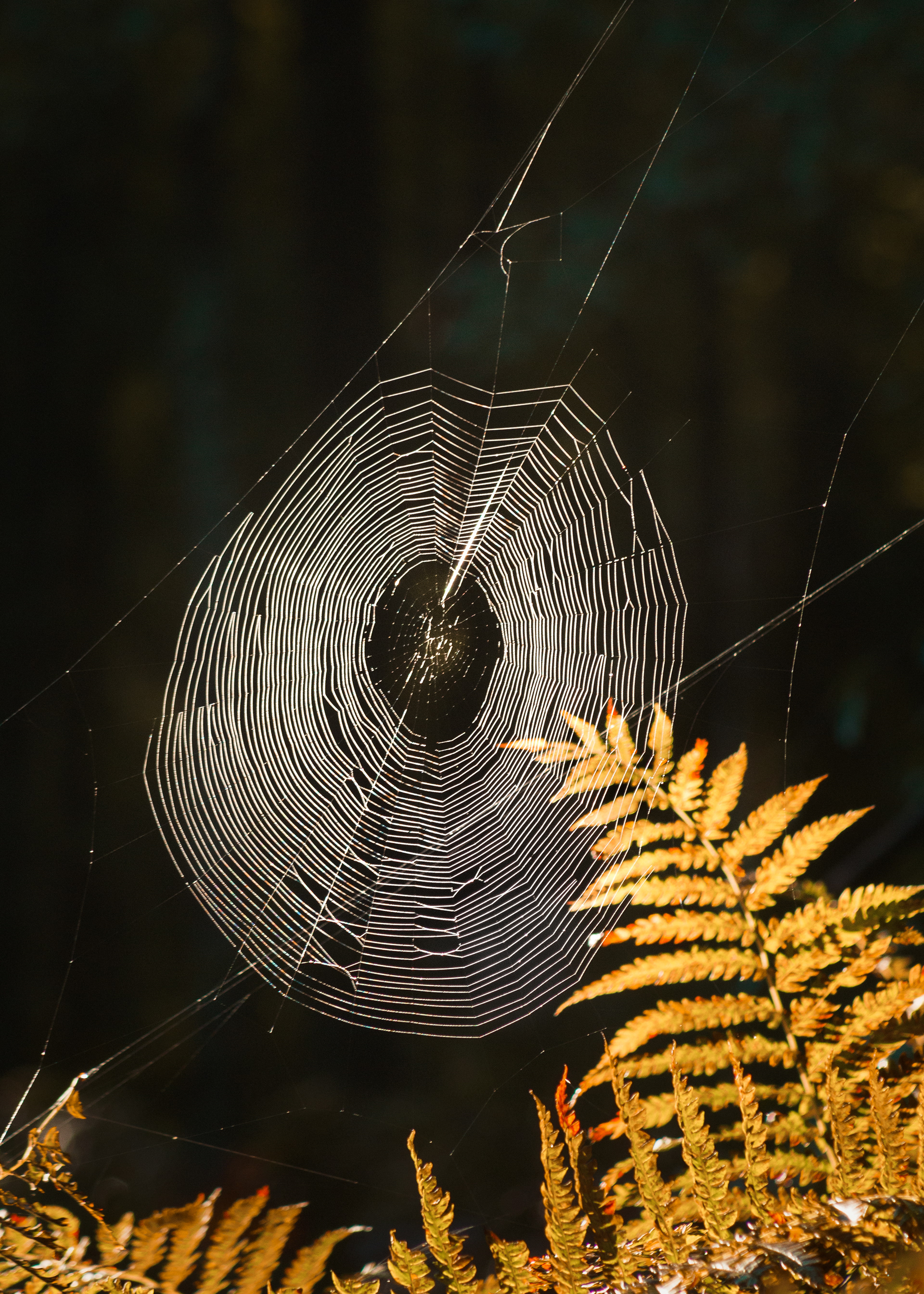 Webs Surrounded, She's Weaved