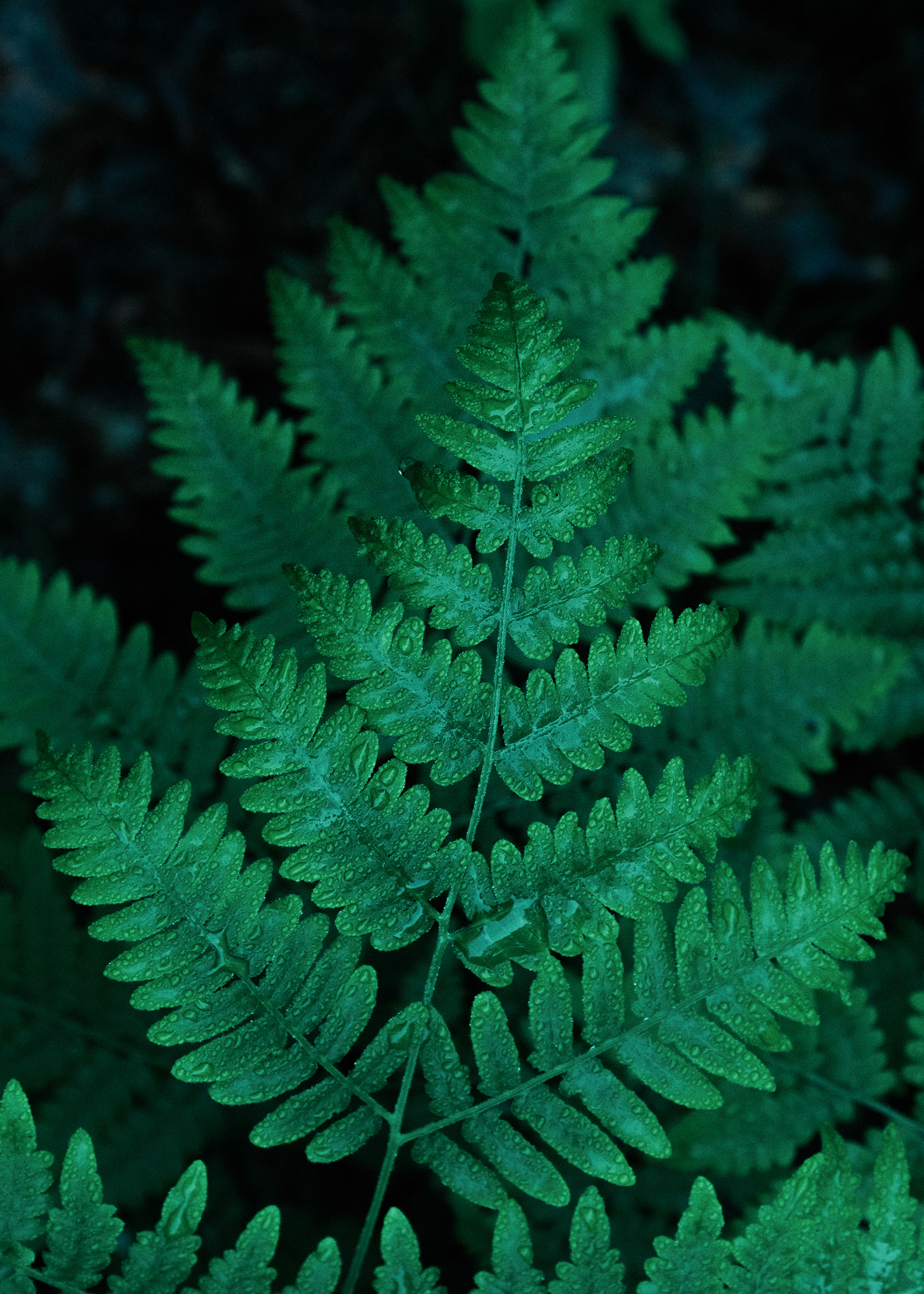 Please Don't Plant Your Love In A Heart That Has No Sun