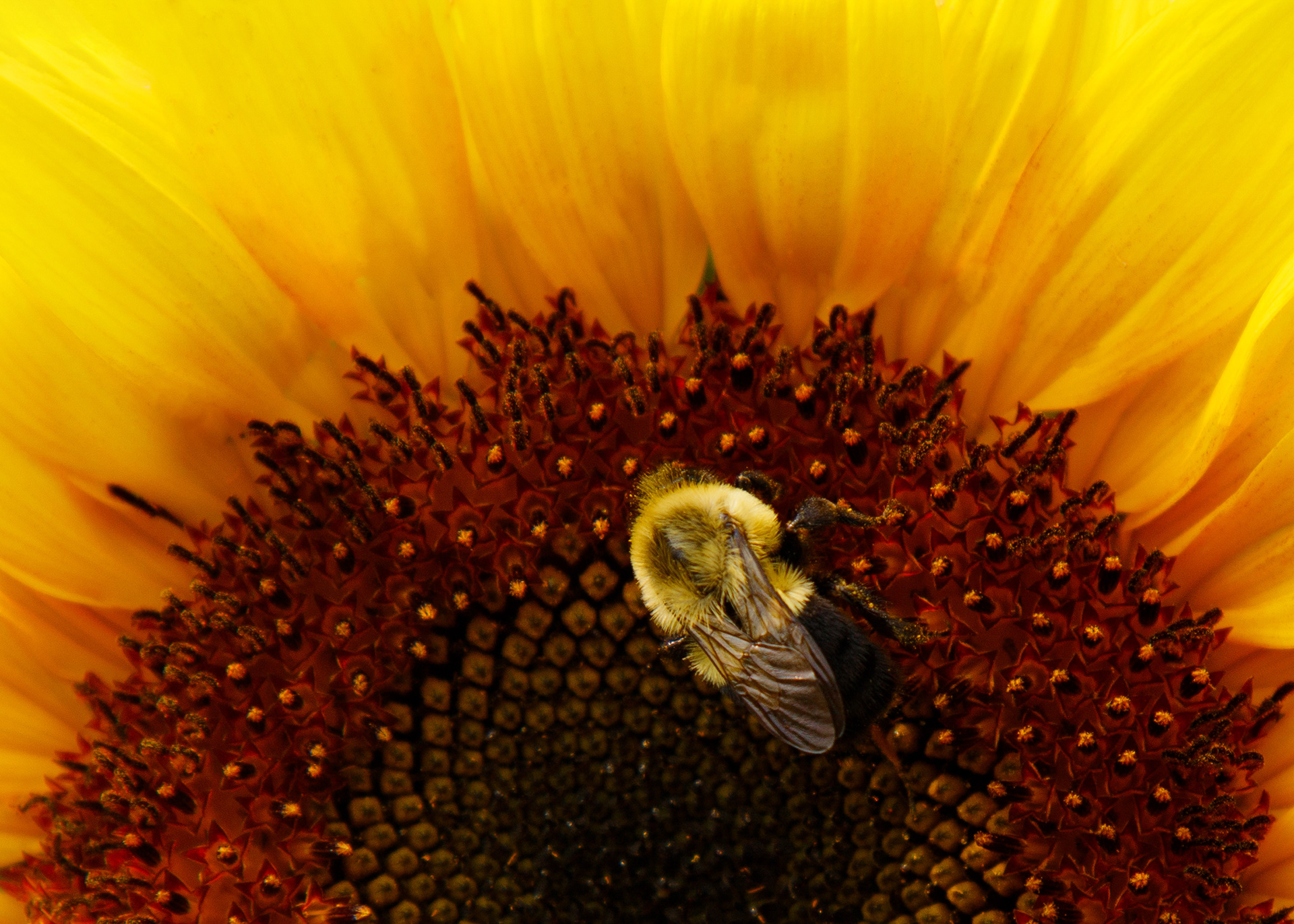 Pollen Seeping Between