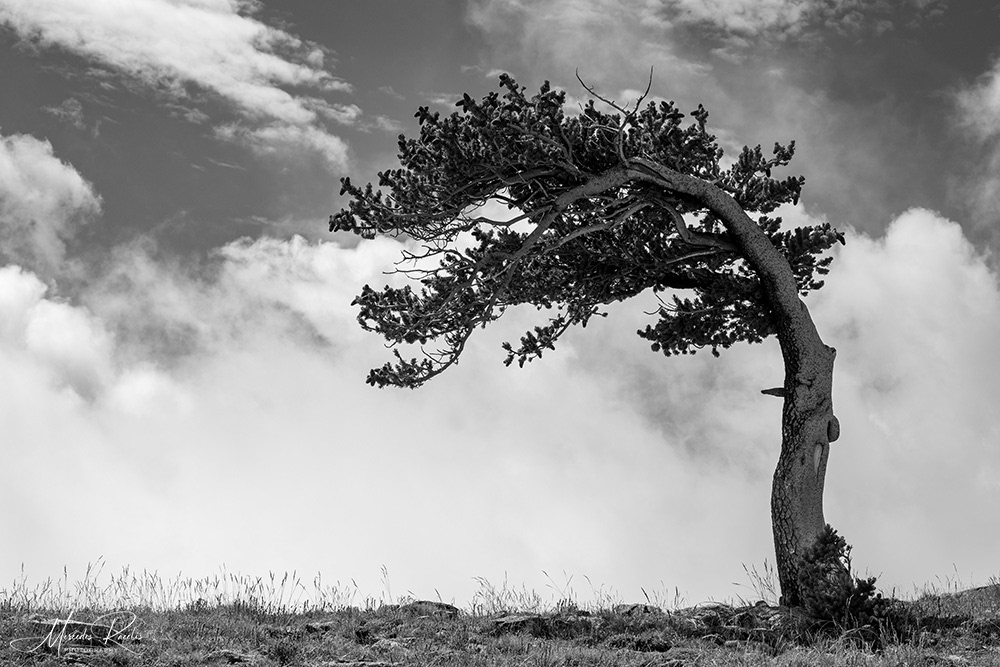 Bristlecone Pine | Mt. Blue Sky, CO