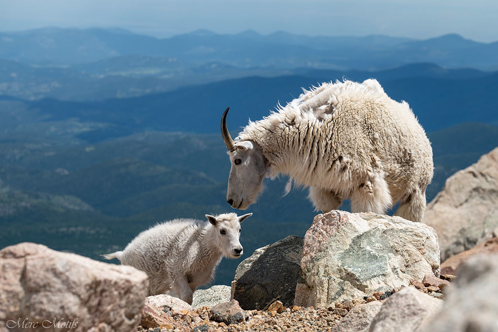 Mountain Goats