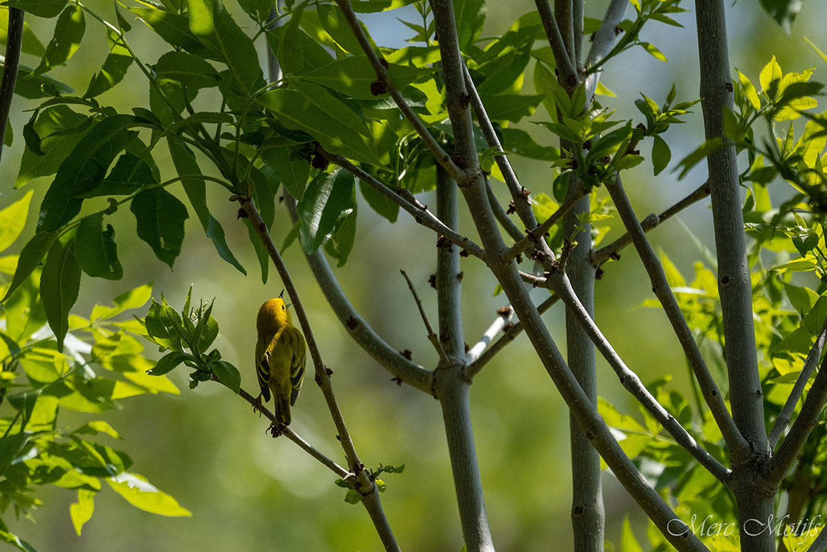 YELLOW WARBLER