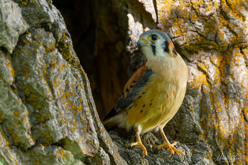 Kestrel