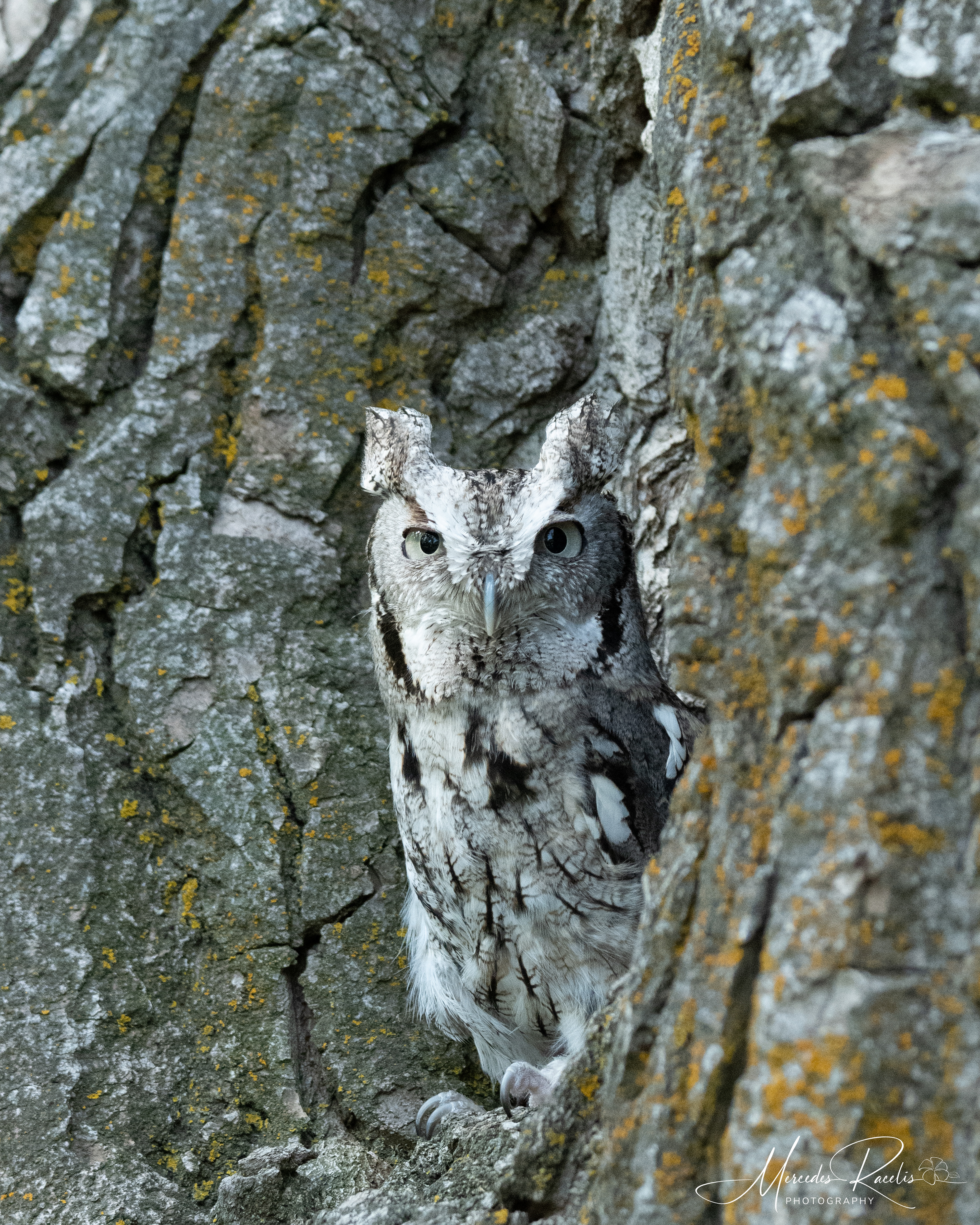 Screech Owl
