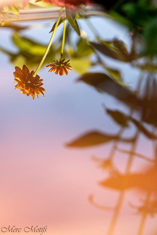 Reflections in a Puddle